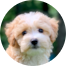 Maltipoo Puppies For Sale - Simply Southern Pups